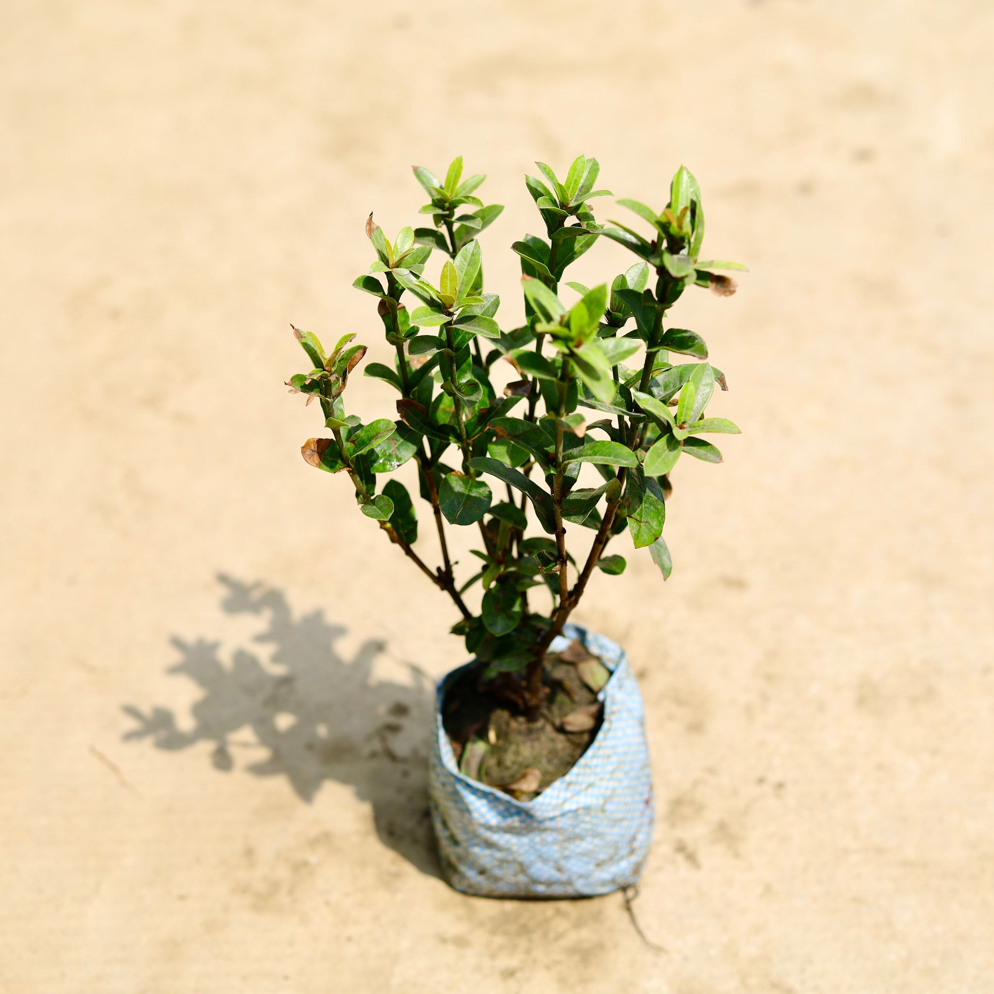 Ixora (any colour) in 5 Inch Nursery Bag