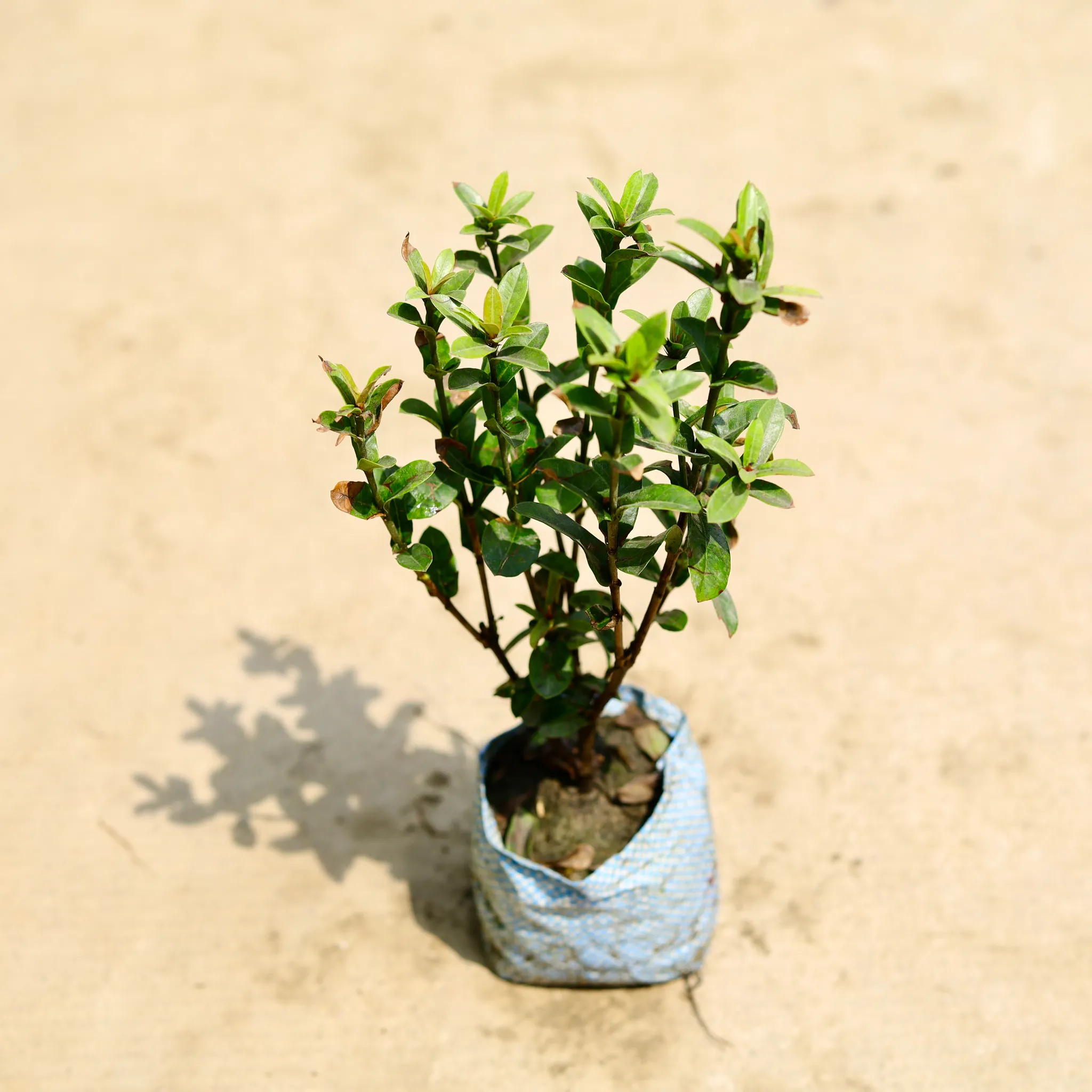 Ixora (any colour) in 5 Inch Nursery Bag