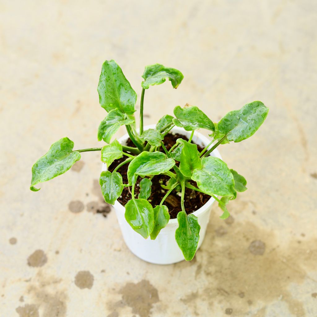 Buy Xanadu Green in 3 Inch Nursery Pot Online | Urvann.com Xanadu Green in 3 Inch Nursery Pot