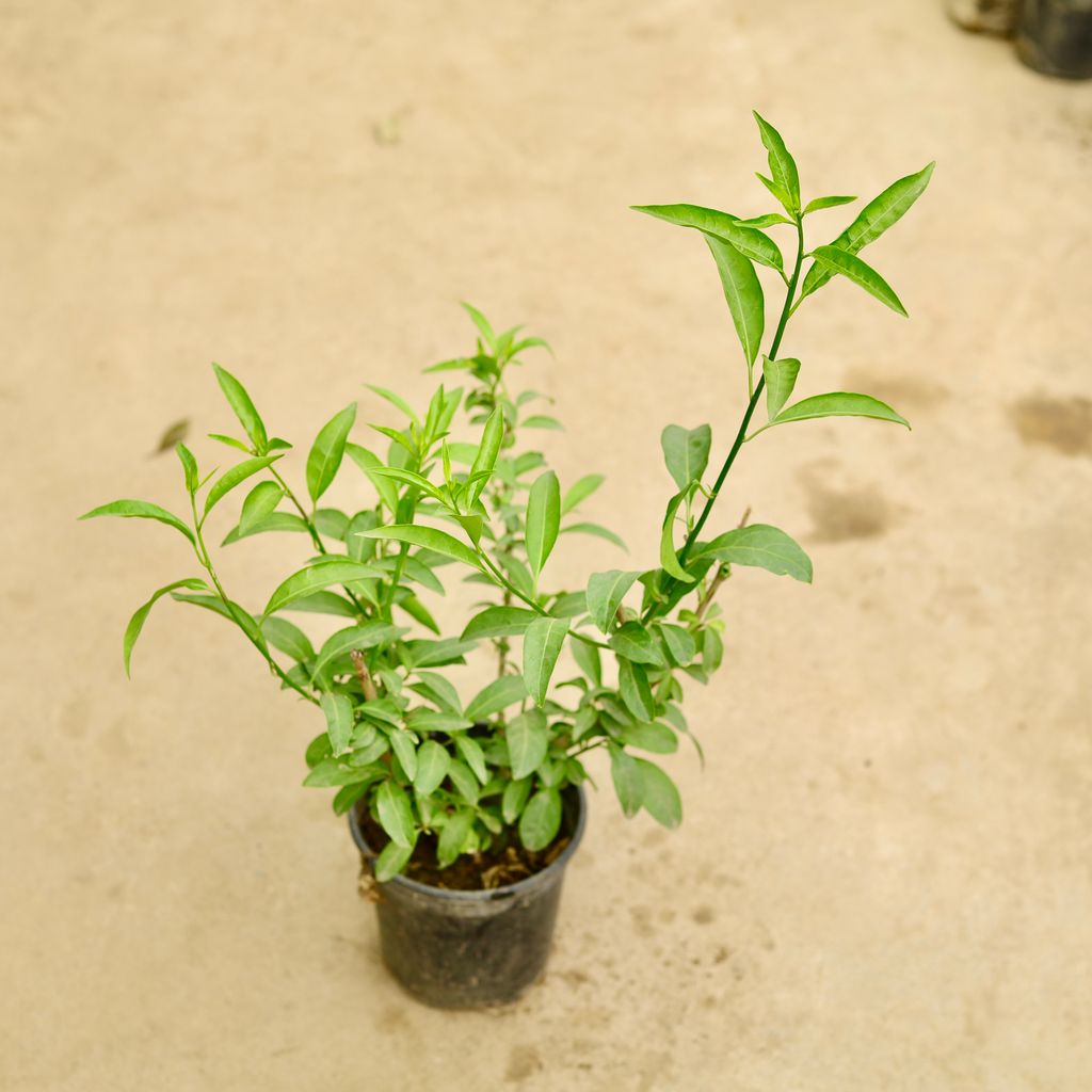 Raat ki Rani / Night Blooming Jasmine in 6 Inch Nursery Pot