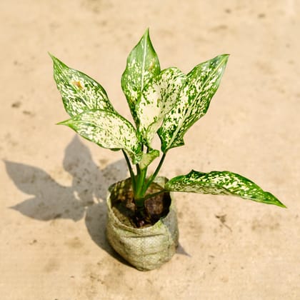 Buy Aglaonema Snow White in 4 Inch Nursery Bag Online | Urvann.com