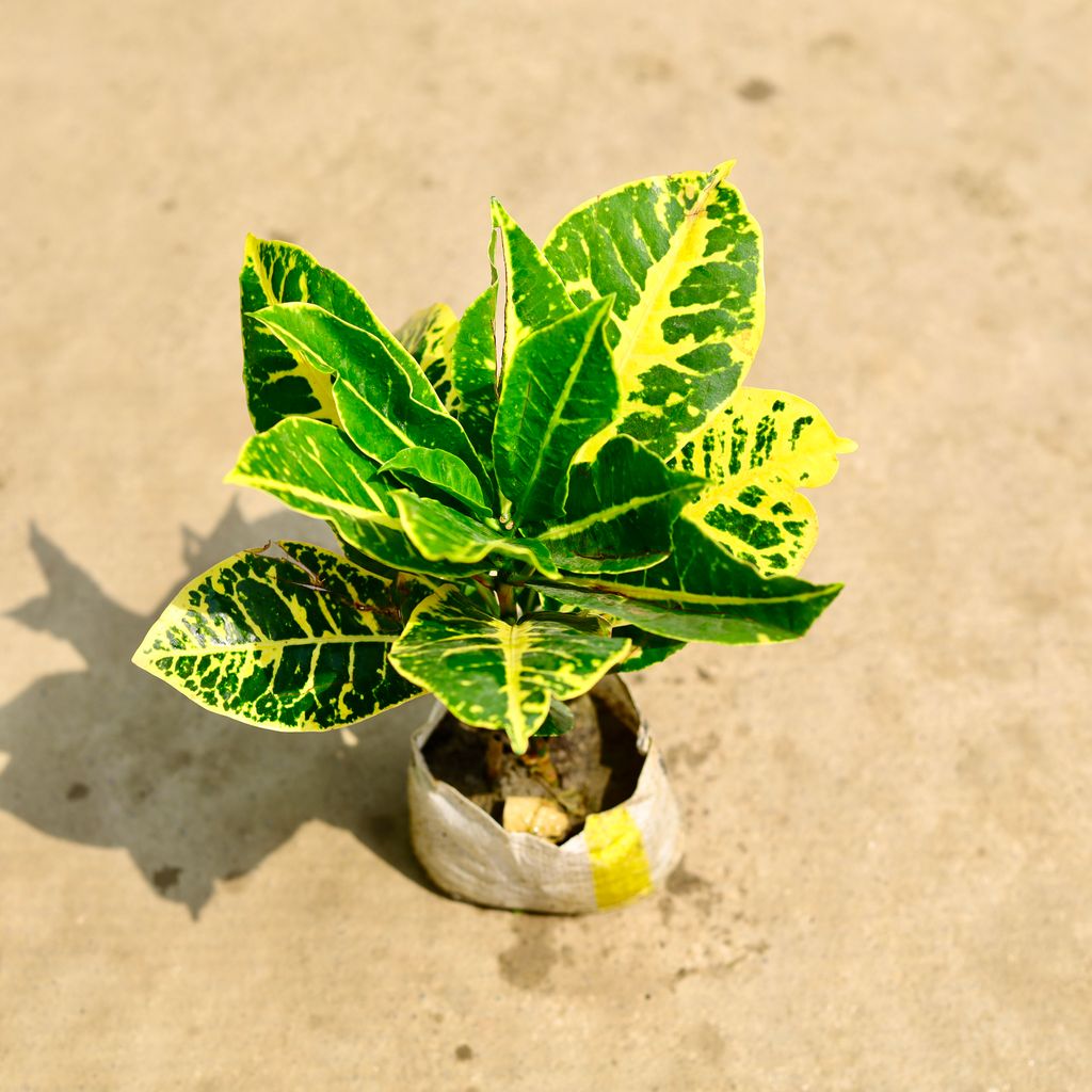 Croton Petra Yellow in 4 Inch Nursery Bag
