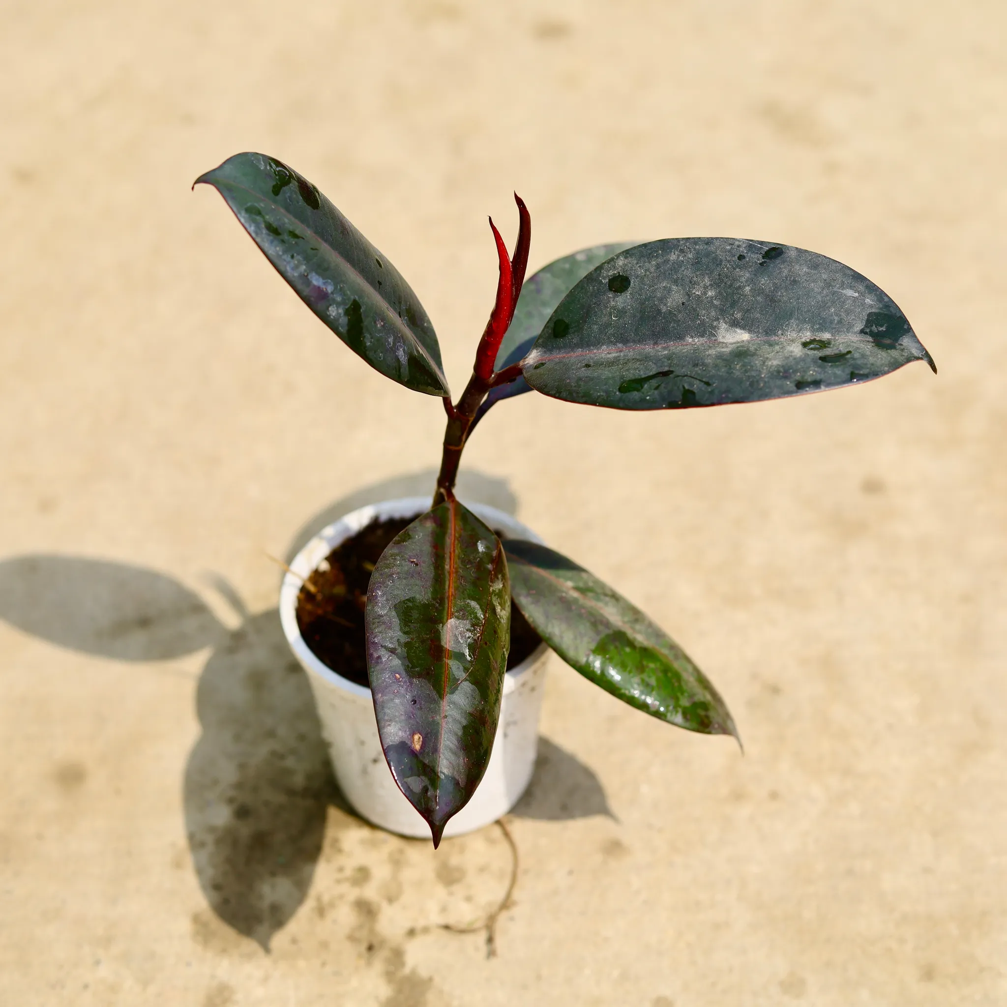 Rubber in 4 Inch Nursery Pot