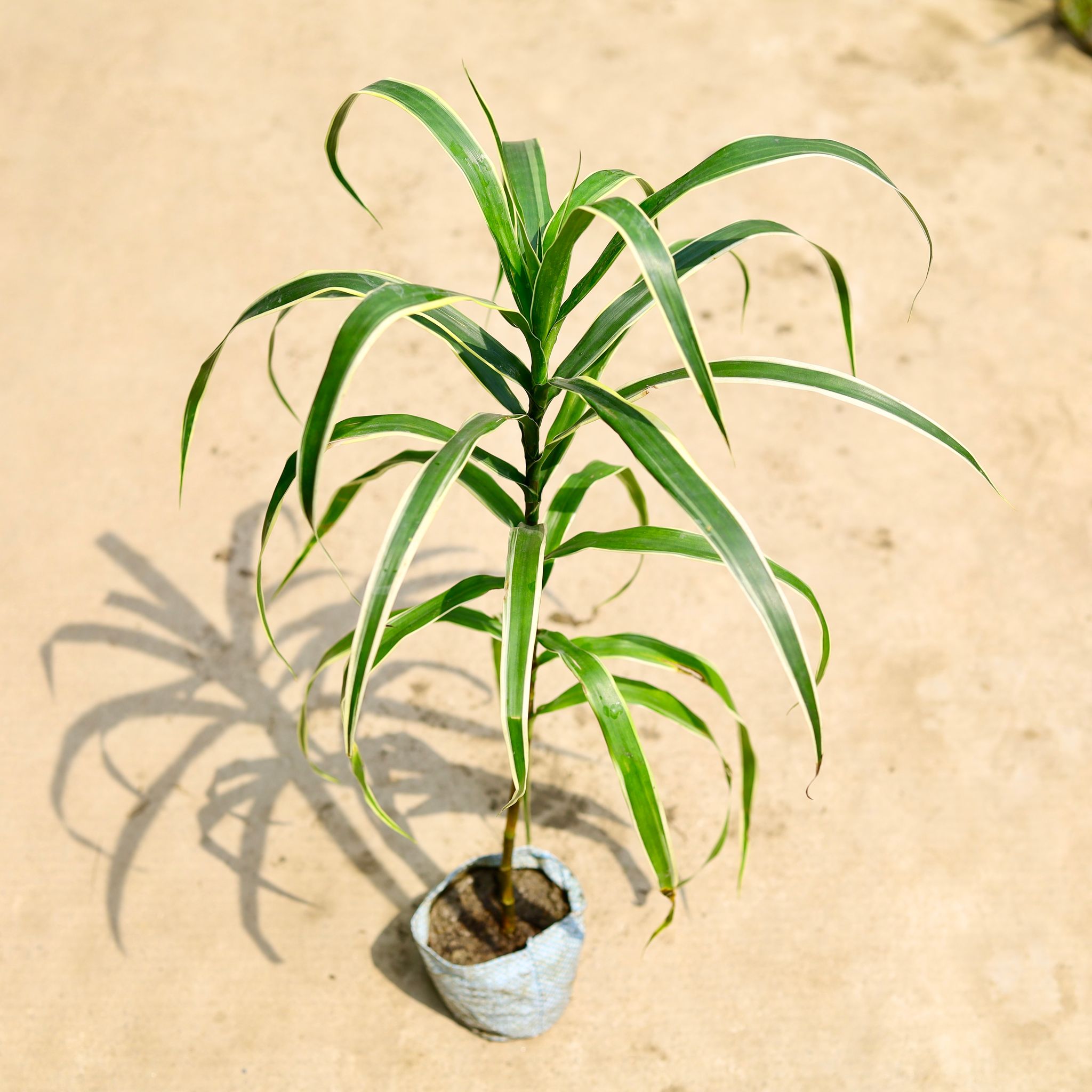 dracaena Jamaica in 4 Inch Nursery Bag