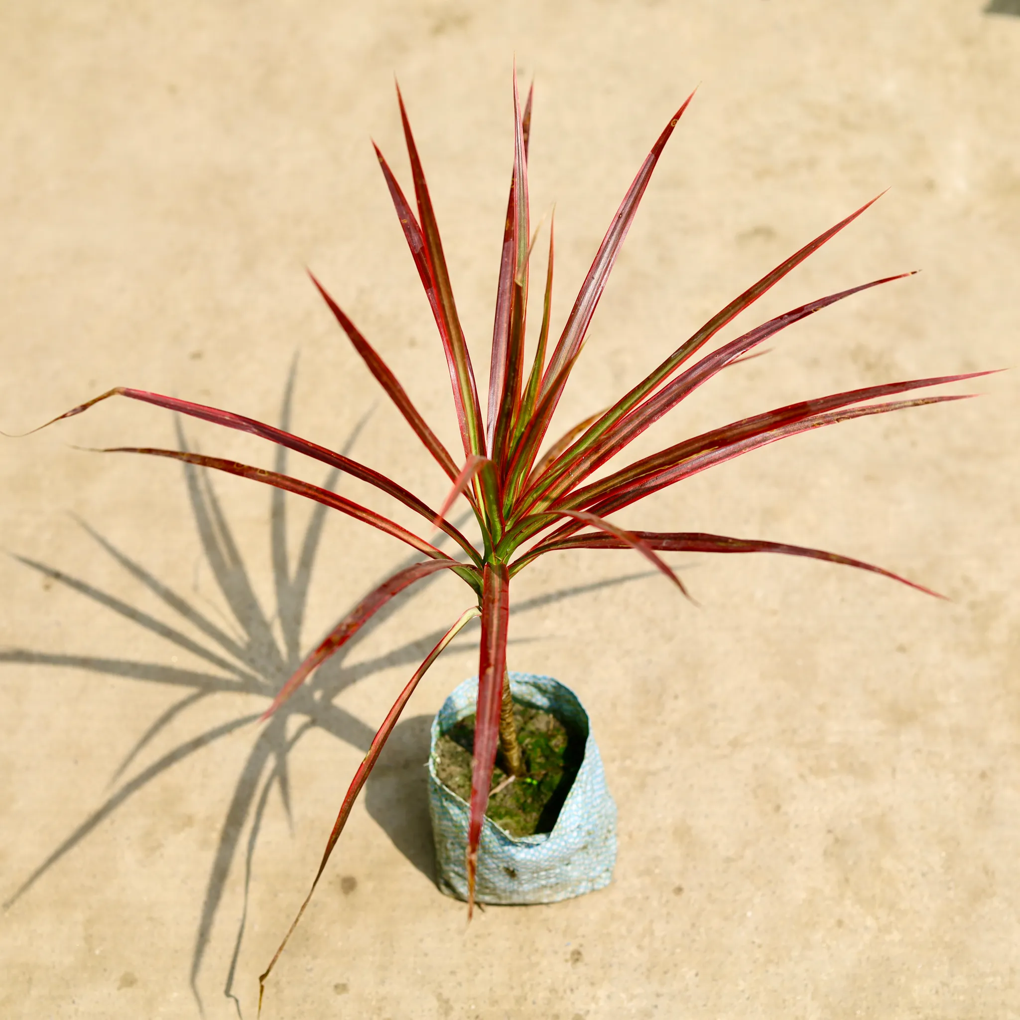 Dracaena Colorama / Marginata in 5 Inch Nursery Bag