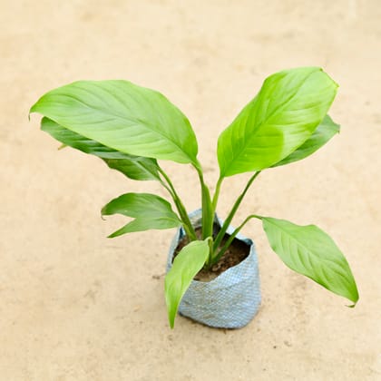 Buy Peace Lily in 4 Inch Nursery Bag Online | Urvann.com