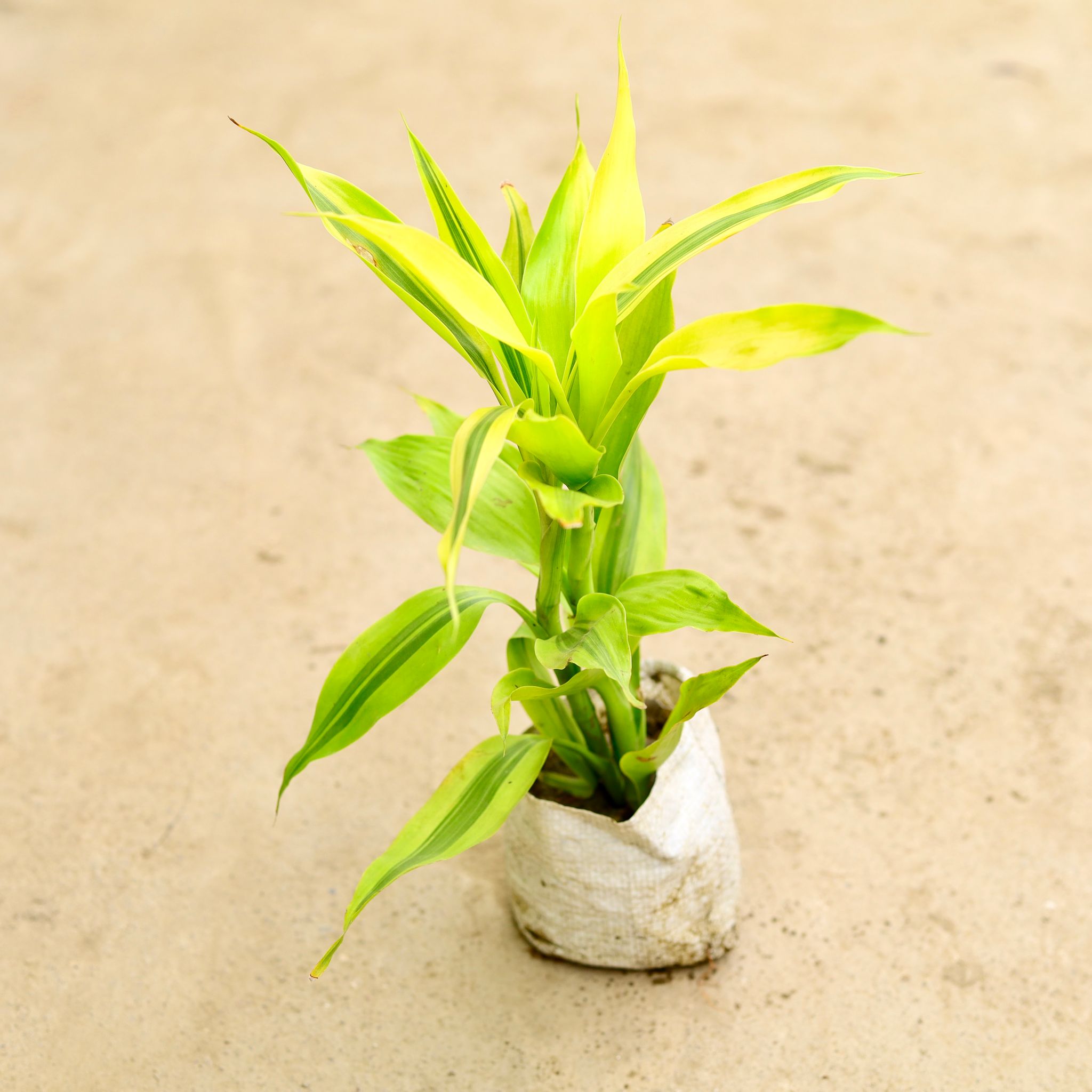 Lucky Bamboo Golden in 4 Inch Nursery Bag