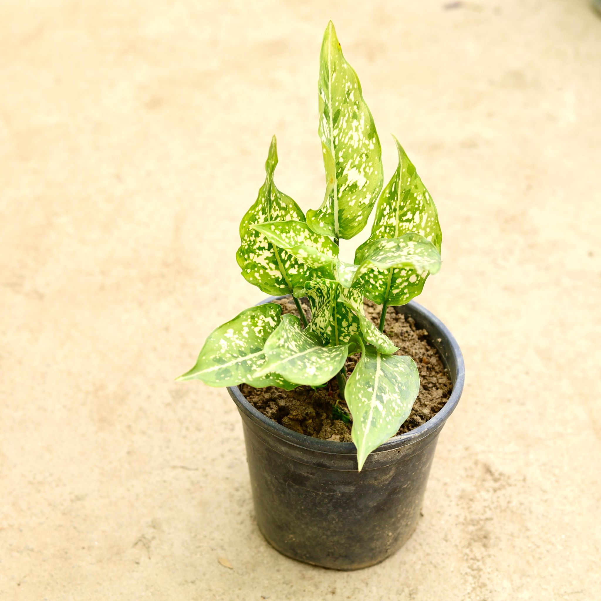 Aglaonema Spring Snow in 6 Inch Nursery Pot