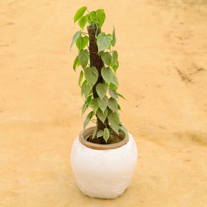 Buy Oxycardium Green with 3 Ft Moss Stick in 14 Inch Classy White Apple Fiberglass Planter Online | Urvann.com