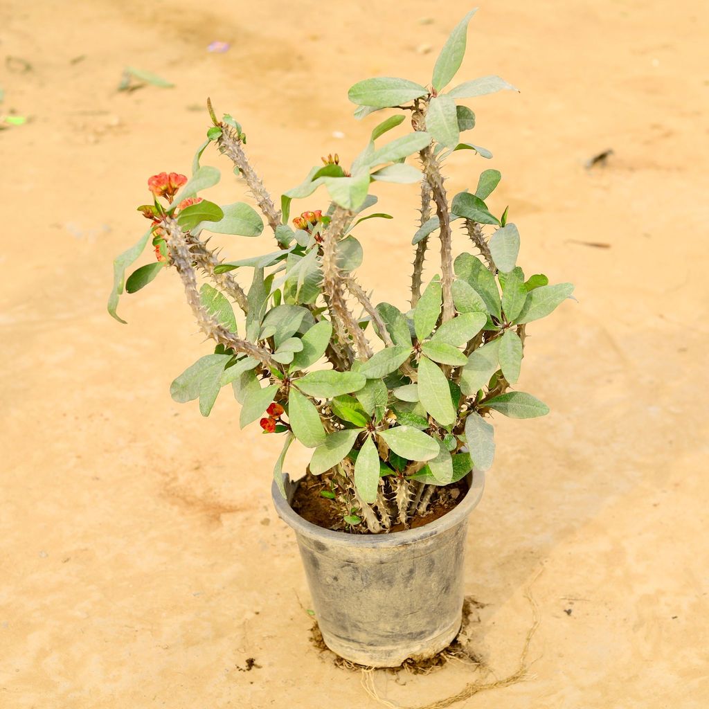 Euphorbia / Crown of Thorns Succulent in 10 Inch Nursery Pot