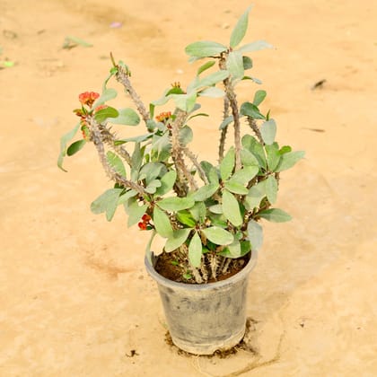 Buy Euphorbia / Crown of Thorns Succulent in 10 Inch Nursery Pot Online | Urvann.com