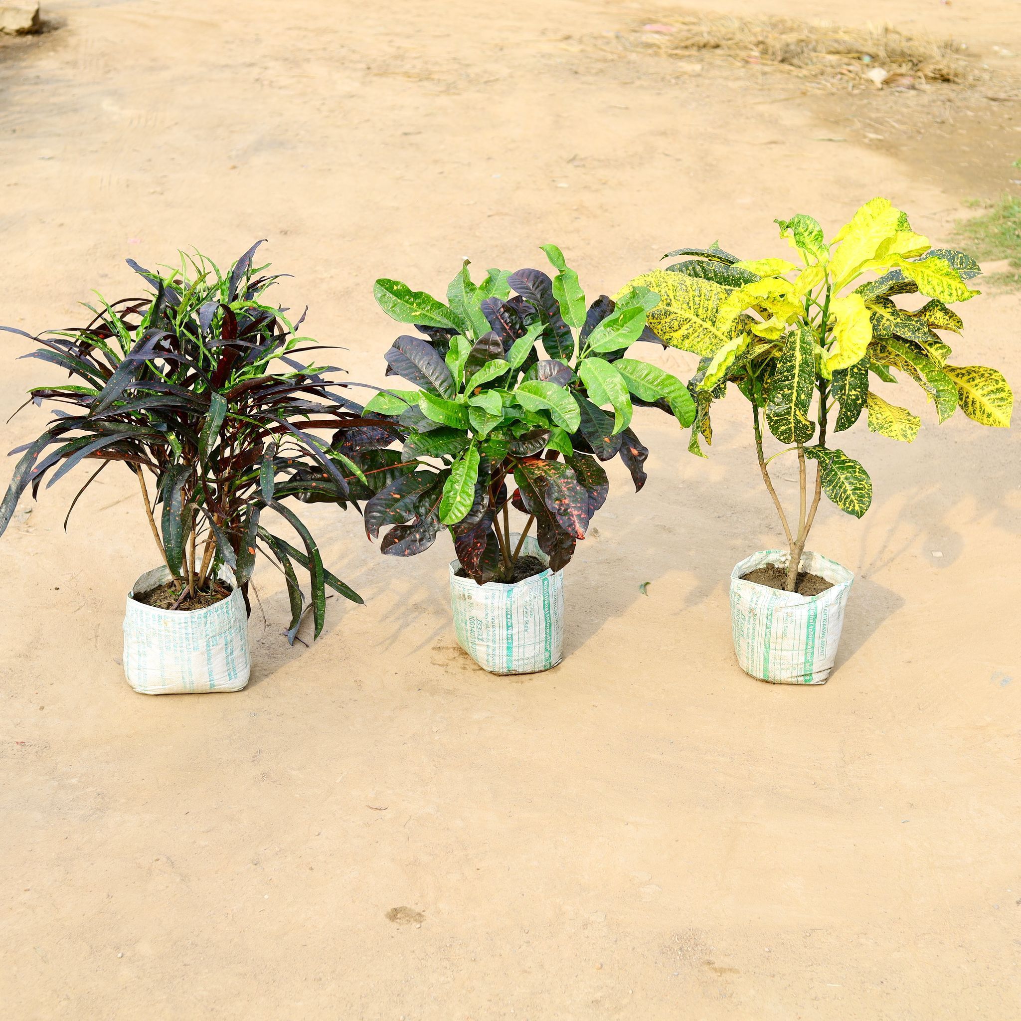 Set of 3 - Croton (Mother Yellow, Mother & Daughter & Dual Colour) in 12 Inch Nursery Bag