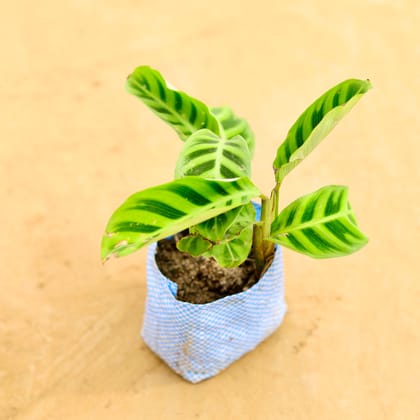Buy Calathea Maranta in 4 Inch Nursery Bag Online | Urvann.com