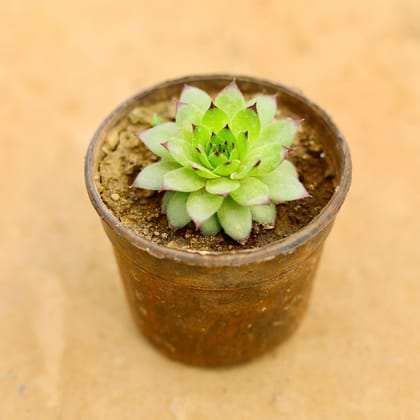 Buy Laxmi / Lakshmi Kamal Succulent in 4 Inch Nursery Pot Online | Urvann.com