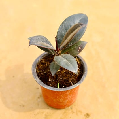 Buy Rubber Mini in 4 Inch Nursery Pot Online | Urvann.com