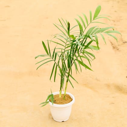 Buy Cane / Bamboo Palm in 10 Inch Classy White Plastic Pot Online | Urvann.com