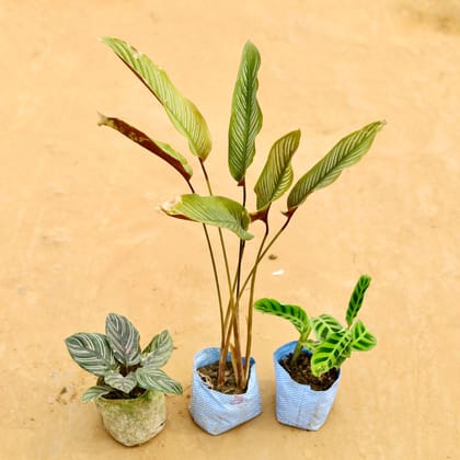 Buy Set of 3 - Calathea (Maranta, Pin Stripe & Orbifolia Pin Stripe) in 4 Inch Nursery Bag Online | Urvann.com