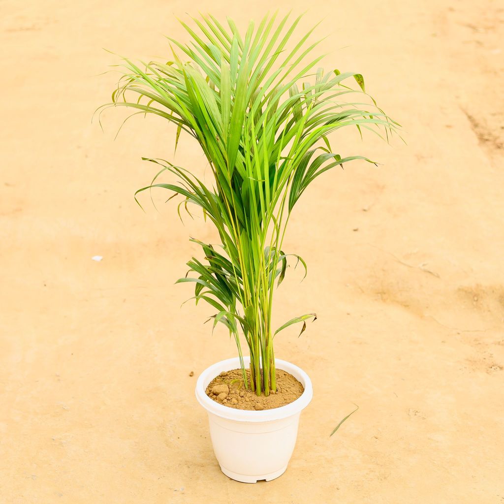 Areca Palm (~ 3 Ft) in 10 Inch Classy White Plastic Pot