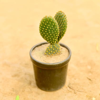 Buy Bunny Ear Golden Cactus in 4 Inch Classy Black Cylindrical Ceramic Pot Online | Urvann.com