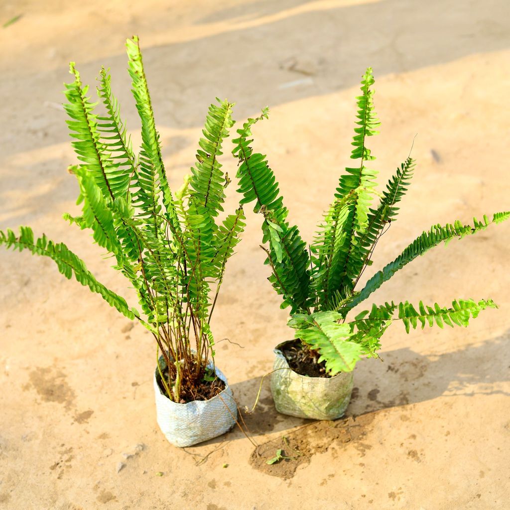 Buy Set of 2 - Boston Fern in 4 Inch Nursery Bag Online | Urvann.com Set of 2 - Boston Fern in 4 Inch Nursery Bag