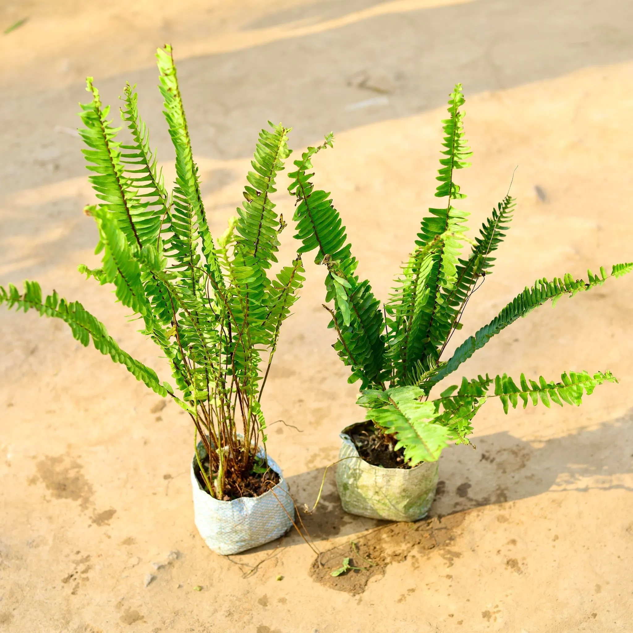 Set of 2 - Boston Fern in 4 Inch Nursery Bag