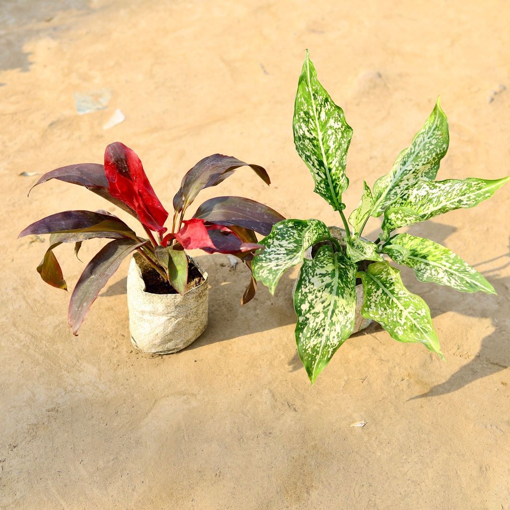 Buy Set of 2 - Aglaonema Snow White & Dracaena Rosea in 4 Inch Nursery Bag Online | Urvann.com Set of 2 - Aglaonema Snow White & Dracaena Rosea in 4 Inch Nursery Bag