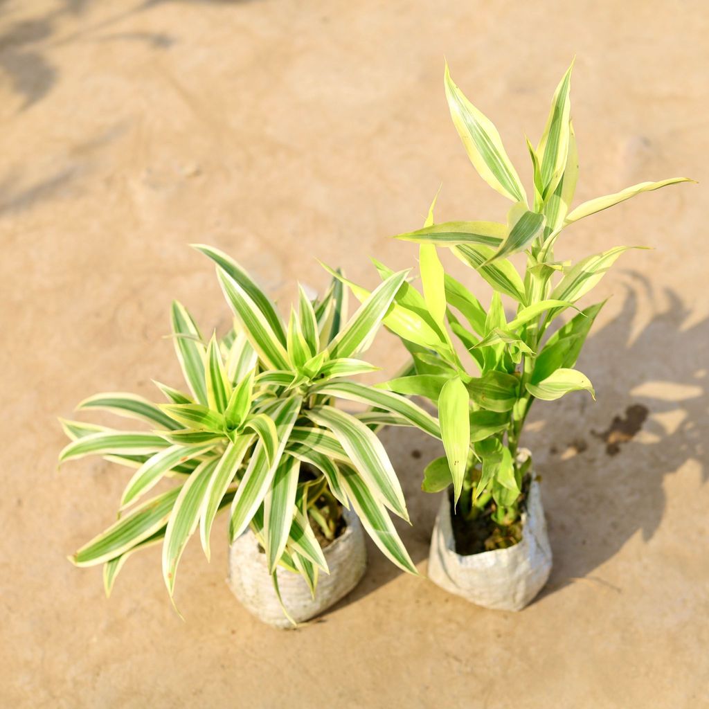 Buy Set of 2 - Song of India & Golden Lucky Bamboo in 4 Inch Nursery Bag Online | Urvann.com Set of 2 - Song of India & Golden Lucky Bamboo in 4 Inch Nursery Bag