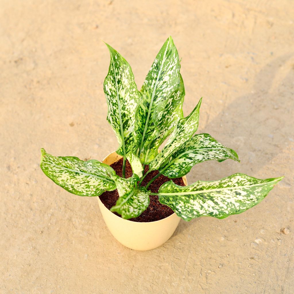Buy Aglaonema snow white in 6 Inch Beige Marble Premium Orchid Round Plastic Pot Online | Urvann.com Aglaonema snow white in 6 Inch Beige Marble Premium Orchid Round Plastic Pot