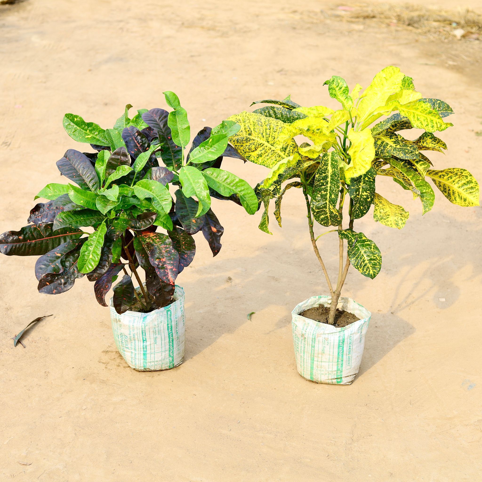 Set of 2 - Croton (Mother Yellow & Dual Colour) in 12 Inch Nursery Bag