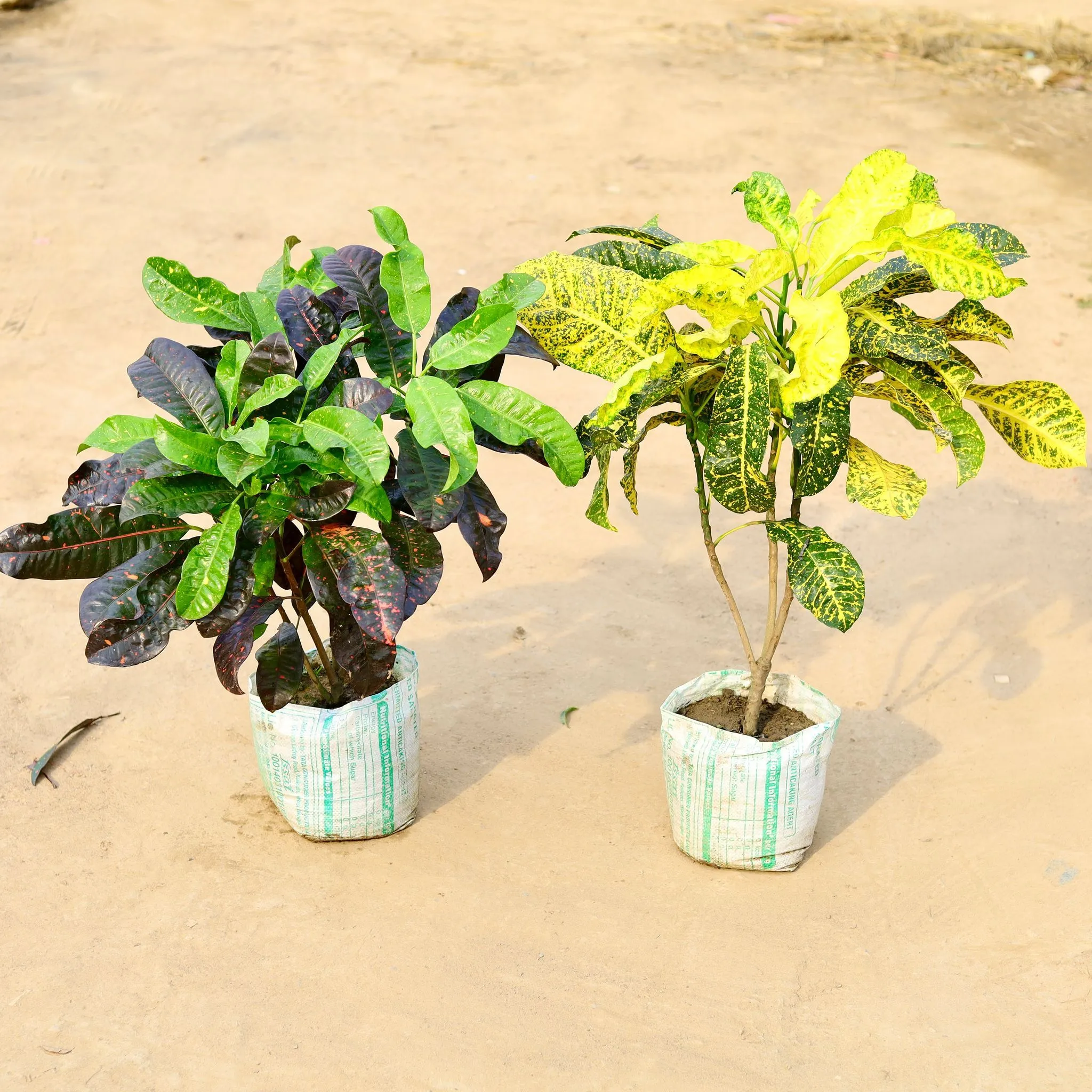 Set of 2 - Croton (Mother Yellow & Dual Colour) in 12 Inch Nursery Bag