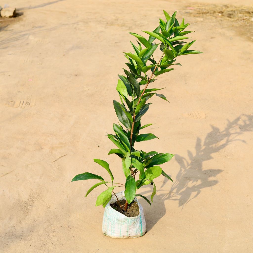 Buy Thai Jamun in 10 Inch Nursery Bag Online | Urvann.com Thai Jamun in 10 Inch Nursery Bag