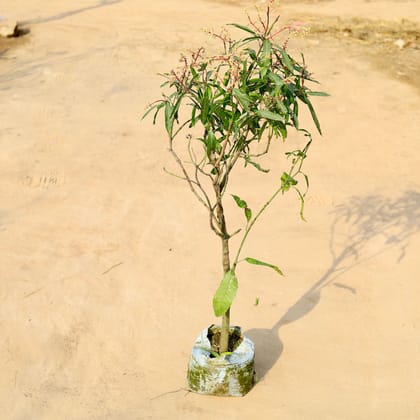 Buy Mango Grafted ~ 4-6 ft in 10 Inch Nursery Bag Online | Urvann.com