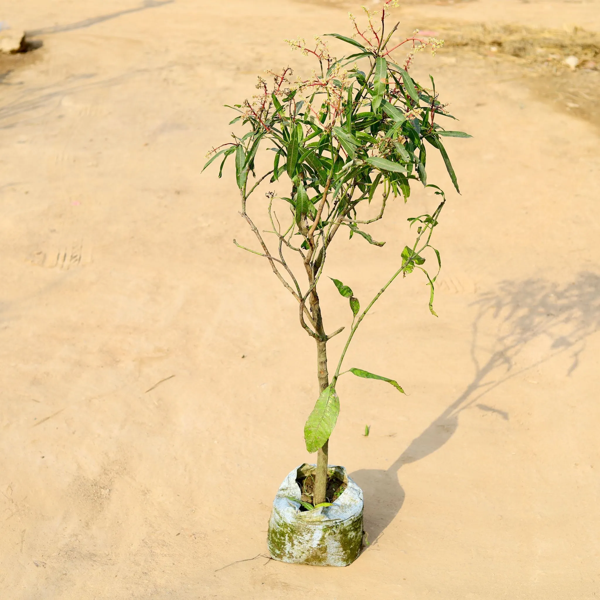 Thai Mango All Time fruited ~ 5 ft in 10 Inch Nursery Bag