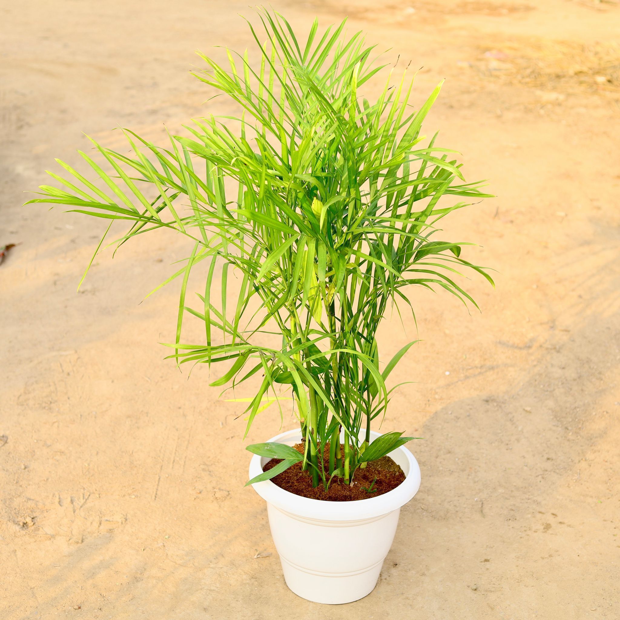 Bamboo / Cane Palm (~ 3-4 Ft) in 12 Inch Classy White Plastic Pot