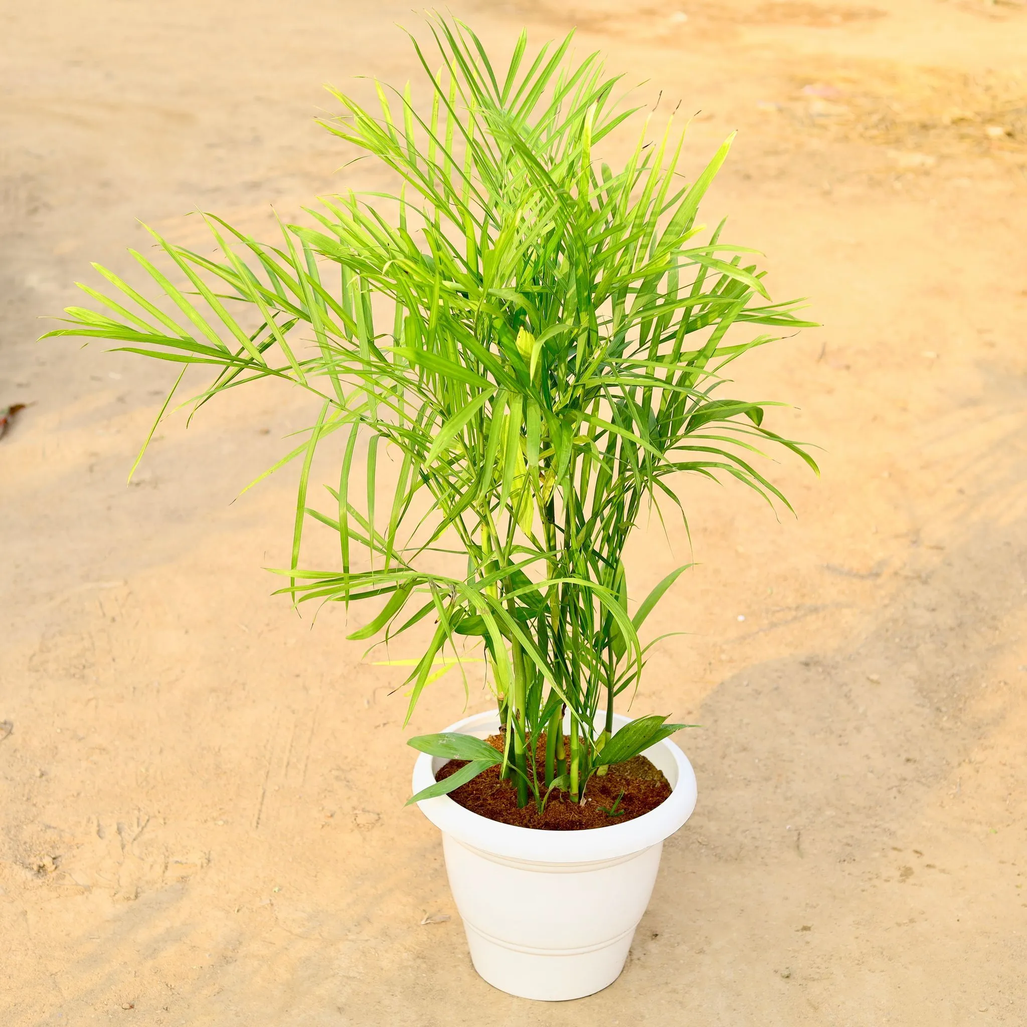 Bamboo / Cane Palm (~ 3-4 Ft) in 12 Inch Classy White Plastic Pot