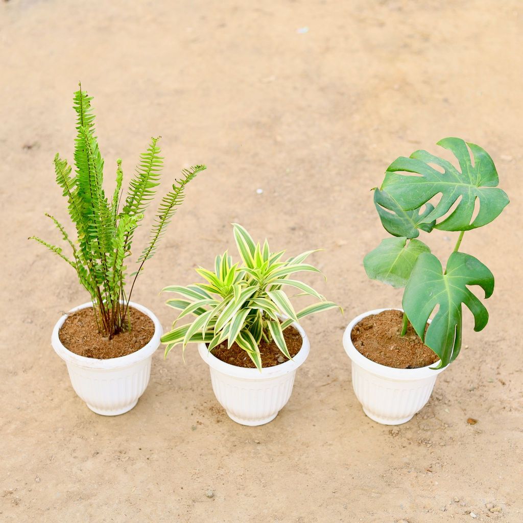 Buy Set of 3 - Boston Fern, Monstera Deliciosa & Song of India in 8 Inch Classy White Plastic Pot Online | Urvann.com Set of 3 - Boston Fern, Monstera Deliciosa & Song of India in 8 Inch Classy White Plastic Pot