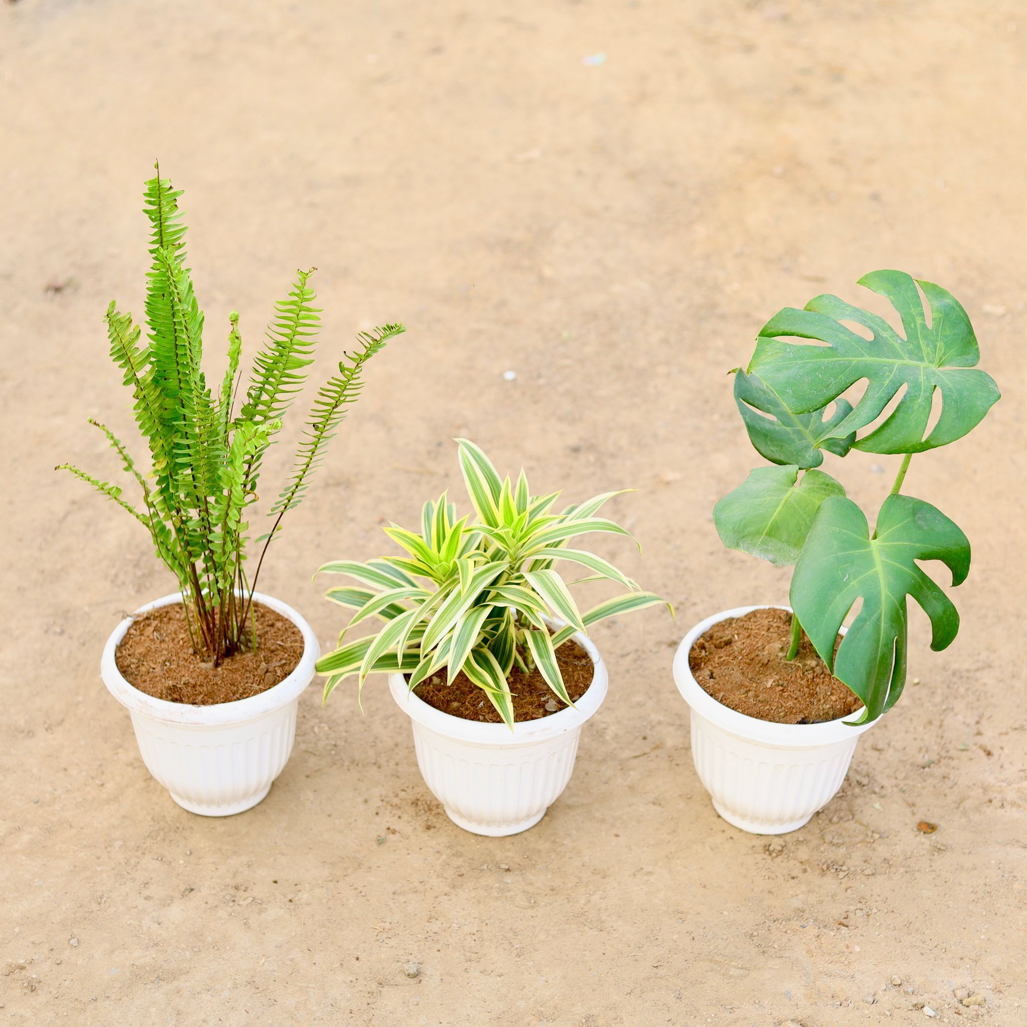 Set of 3 - Boston Fern, Monstera Deliciosa & Song of India in 8 Inch Classy White Plastic Pot
