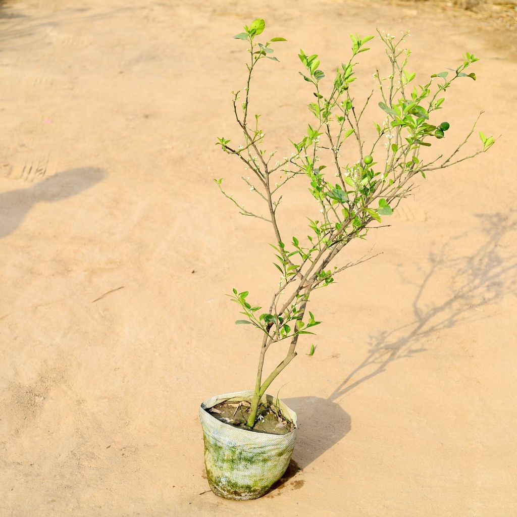 Kagzi Lemon / Nimbu all season in 10 Inch Nursery Bag