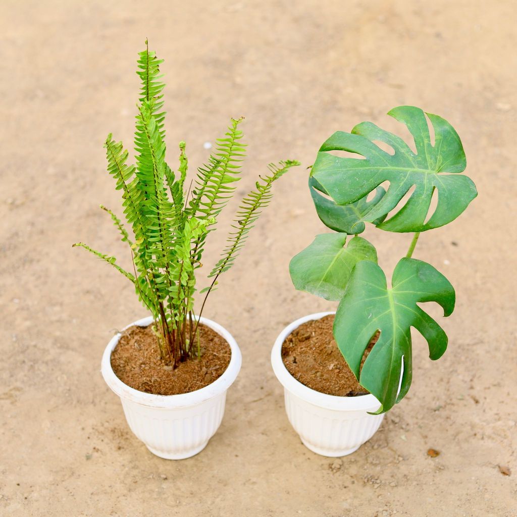 Set of 2 - Boston Fern & Monstera Deliciosa in 8 Inch Classy White Plastic Pot