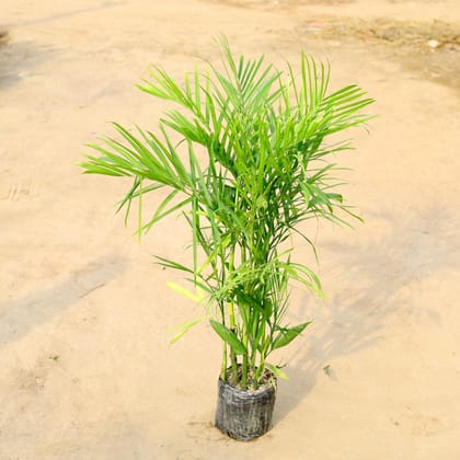 Buy Bamboo / Cane Palm (~ 2 Ft) in 10 Inch Nursery Bag Online | Urvann.com