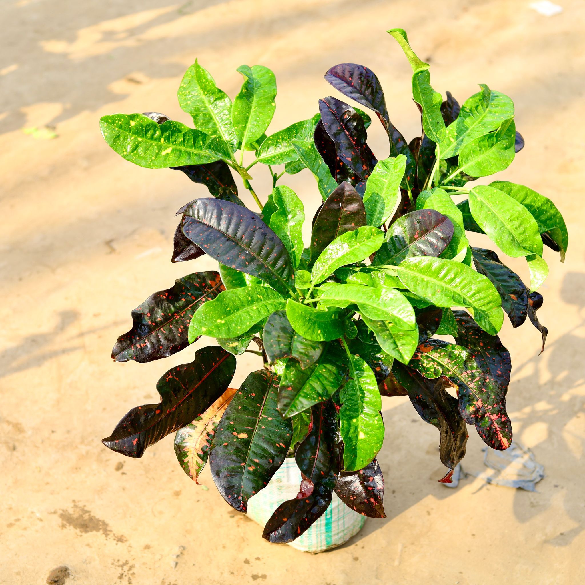 Croton Dual Colour in 12 Inch Nursery Bag