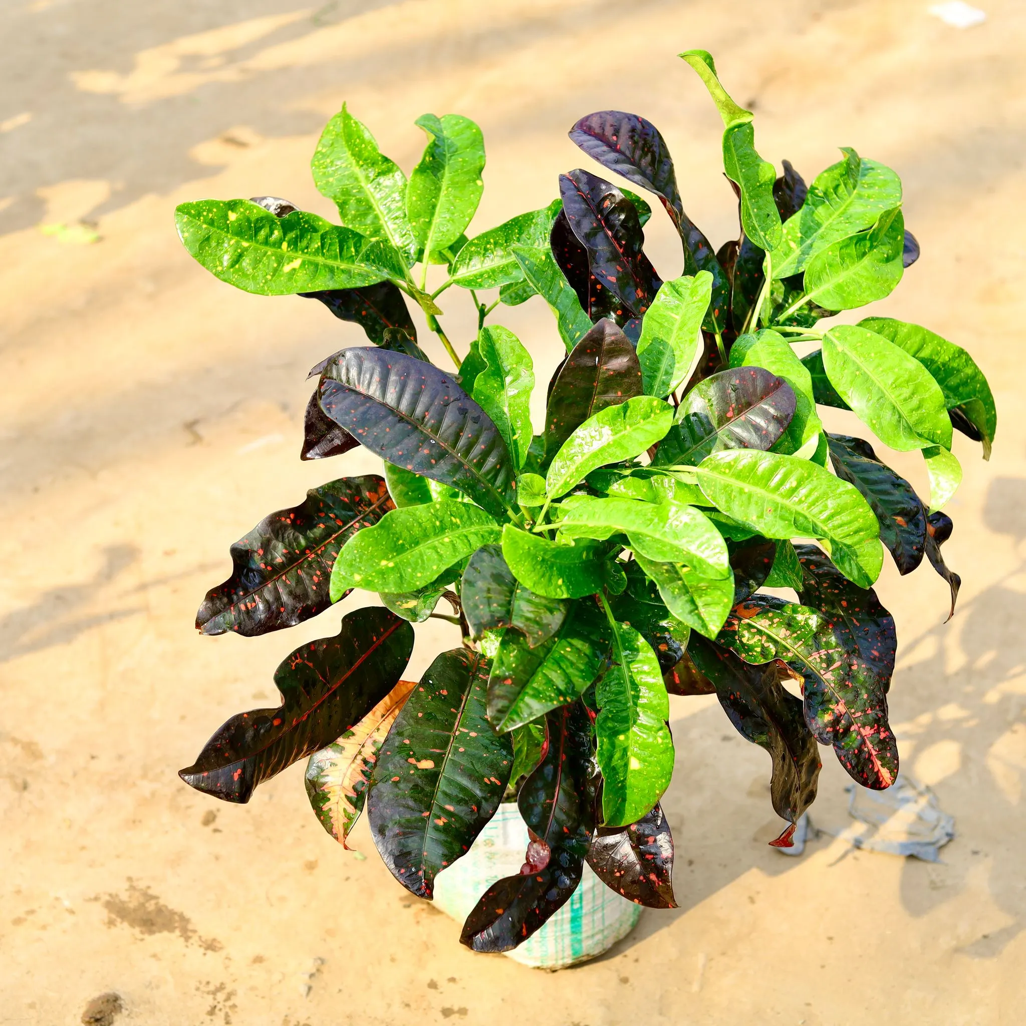 Croton Dual Colour in 12 Inch Nursery Bag