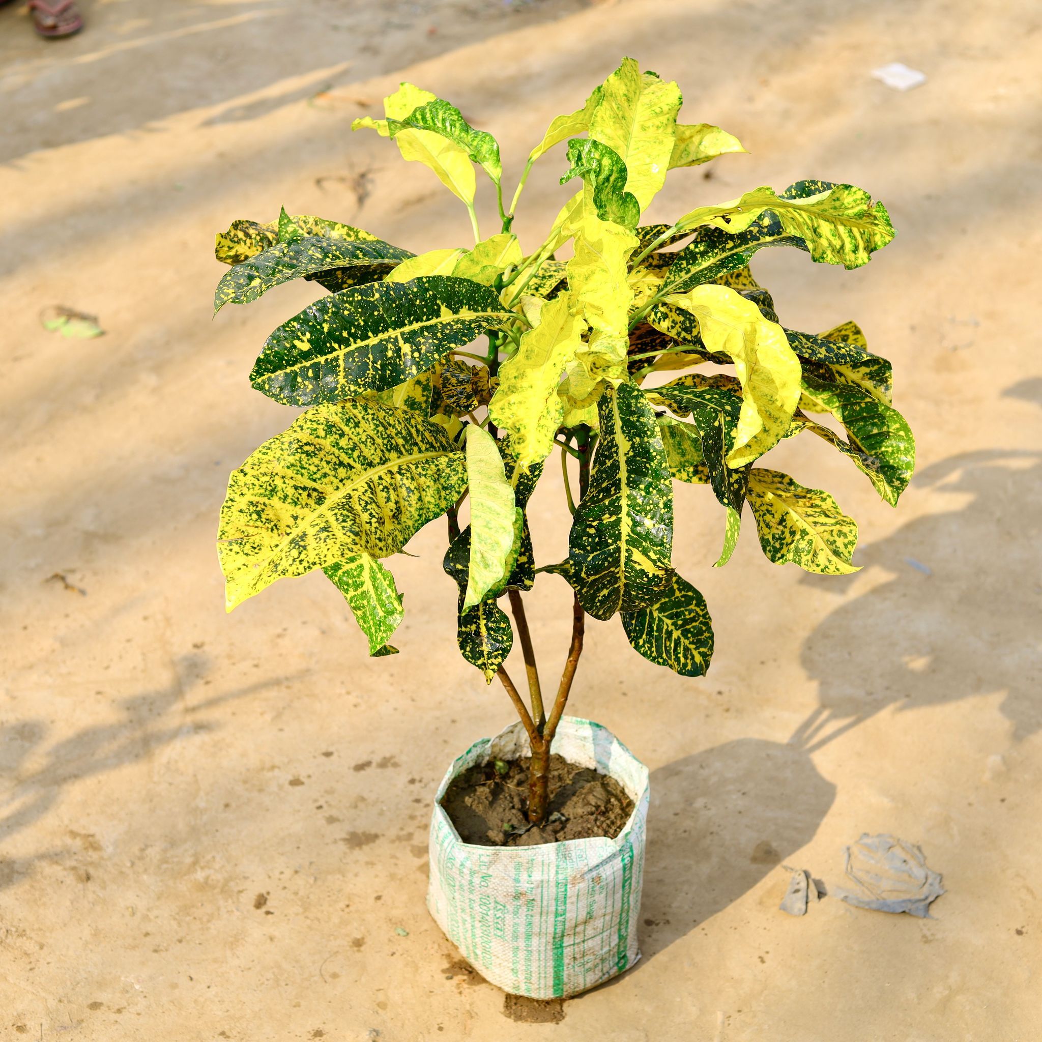 Croton Mother Yellow in 8 Inch Nursery Bag