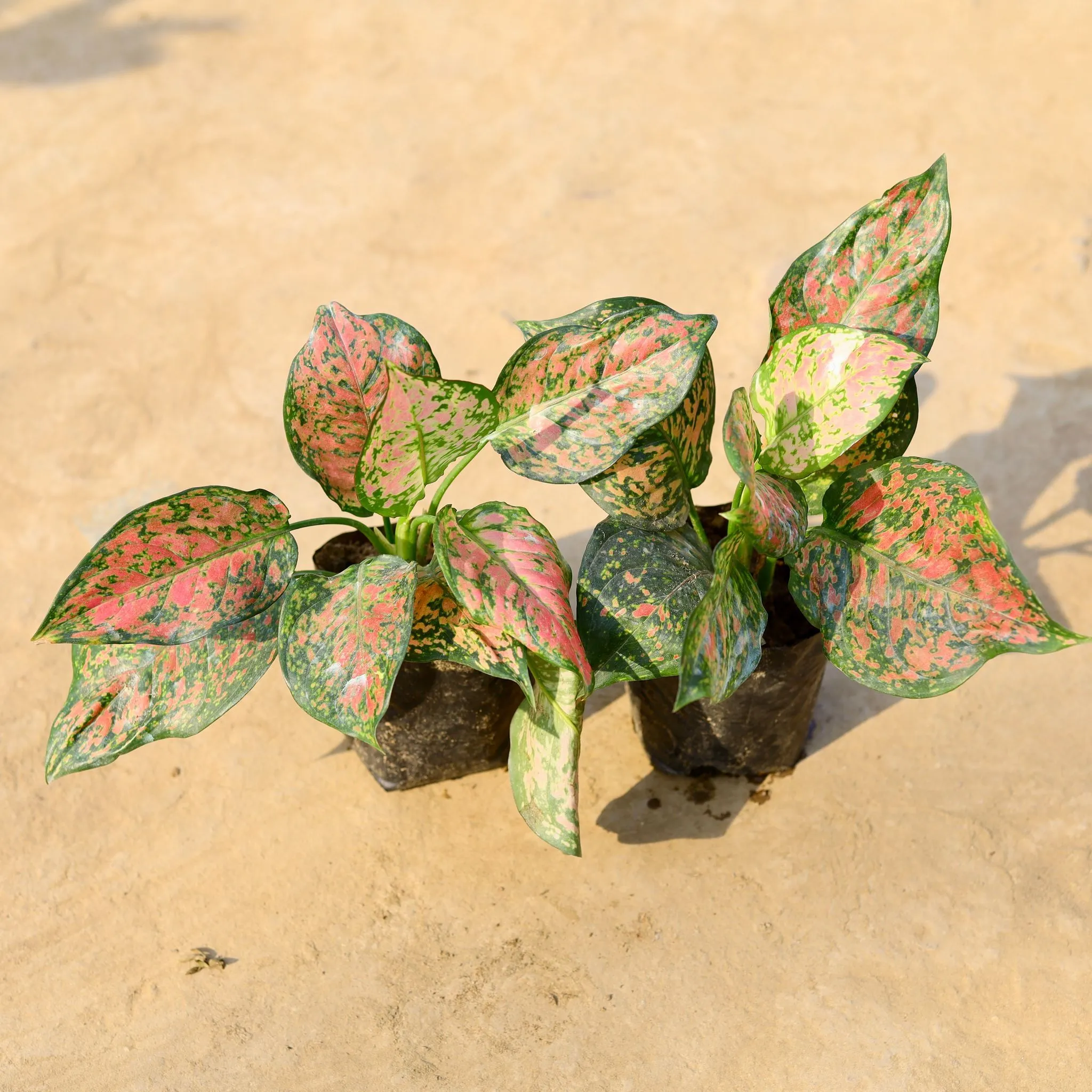 Set of 2 - Aglaonema Red Ruby in 5 Inch Nursery pot