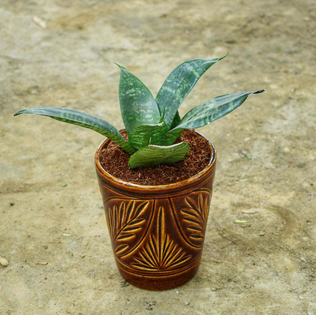 Snake Green Dwarf in 6 Inch Balti Designer Ceramic Pot (any colour & design)