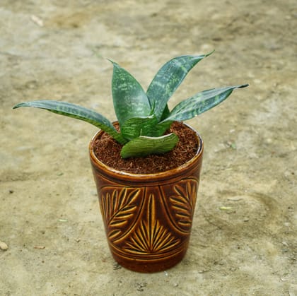 Buy Snake Green Dwarf in 6 Inch Balti Designer Ceramic Pot (any colour & design) Online | Urvann.com