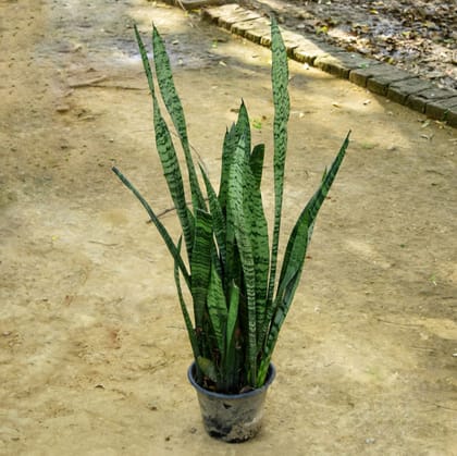 Buy Snake Green Long Bushy in 10 Inch Nursery Pot Online | Urvann.com