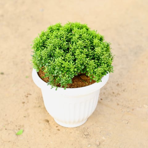 Table Kamini Ball in 8 Inch White Olive Plastic Pot