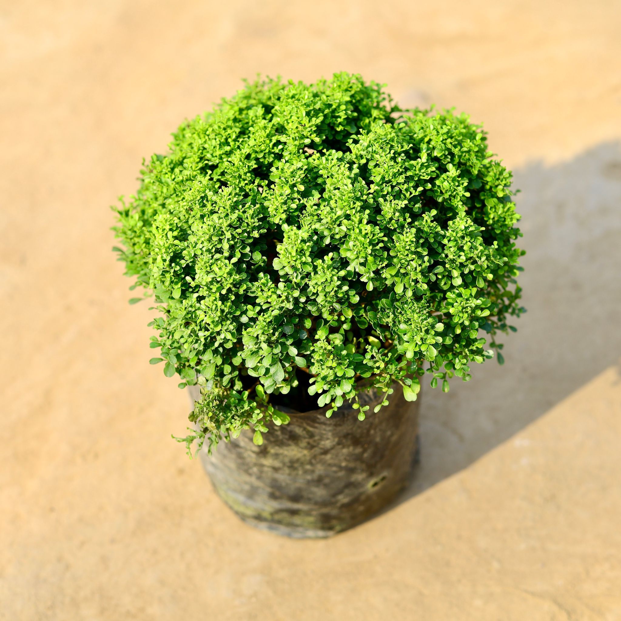 Table Kamini Ball in 7 Inch Nursery Bag