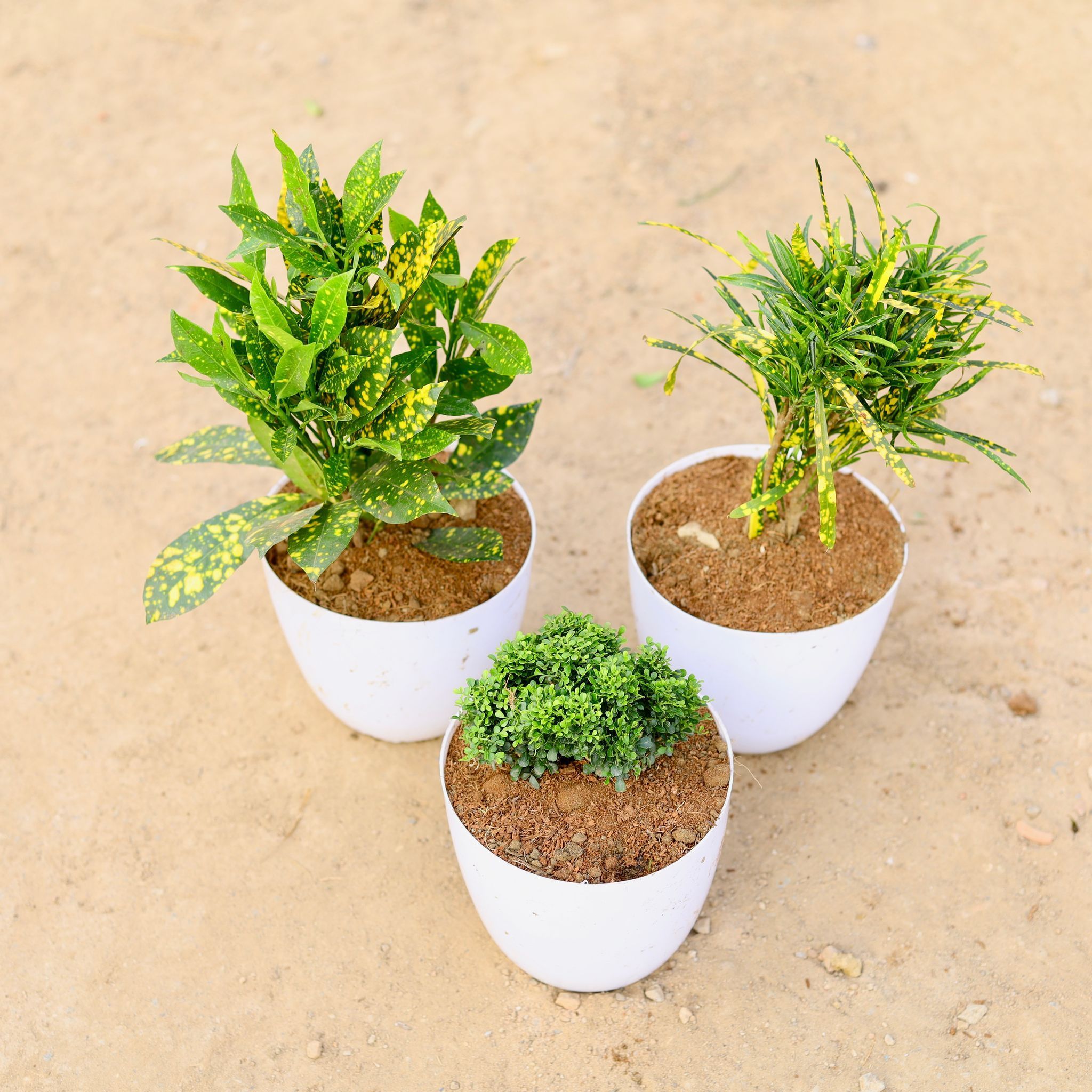 Set of 3 - Baby, Chironji Croton Gold Star & Table Kamini in 6 Inch White Premium Orchid Round Plastic Pot